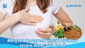 manfaat fenugreek untuk payudara