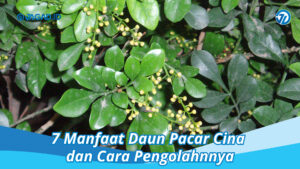 Manfaat Daun Pacar Cina