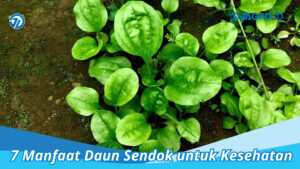 mamnfaat daun sendok