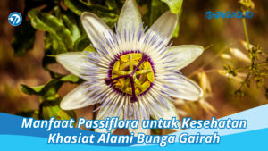 manfaat passiflora