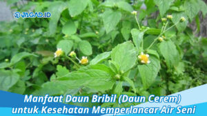 Manfaat Daun Bribil untuk Kesehatan