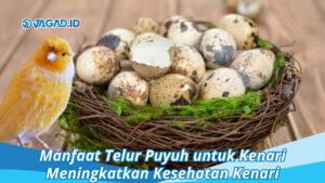 Manfaat Telur Puyuh untuk Kenari