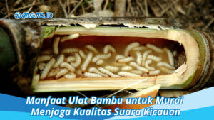 Manfaat Ulat Bambu untuk Murai