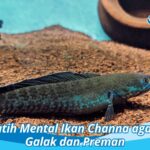 Cara Melatih Mental Ikan Channa