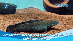 Cara Melatih Mental Ikan Channa