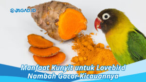 Manfaat Kunyit untuk Lovebird