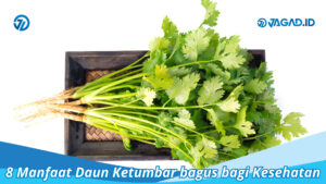 Manfaat Daun Ketumbar