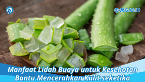 Manfaat Lidah Buaya