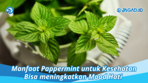 Manfaat Pappermint