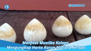 Manfaat Mustika Kelapa