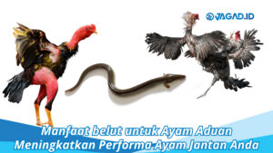 manfaat belut untuk ayam aduan