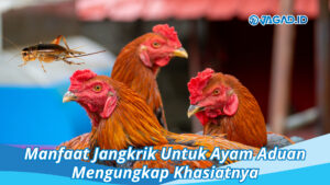 Manfaat Jangkrik Untuk Ayam Aduan