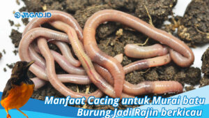 Manfaat Cacing untuk Murai batu