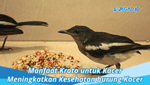 Manfaat Kroto untuk Kacer