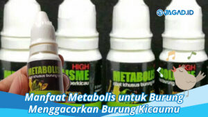 Manfaat Metabolis untuk Burung