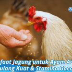 Manfaat Jagung untuk Ayam Aduan