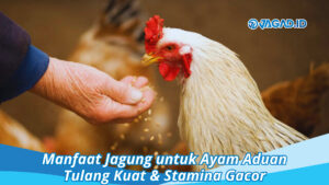 Manfaat Jagung untuk Ayam Aduan