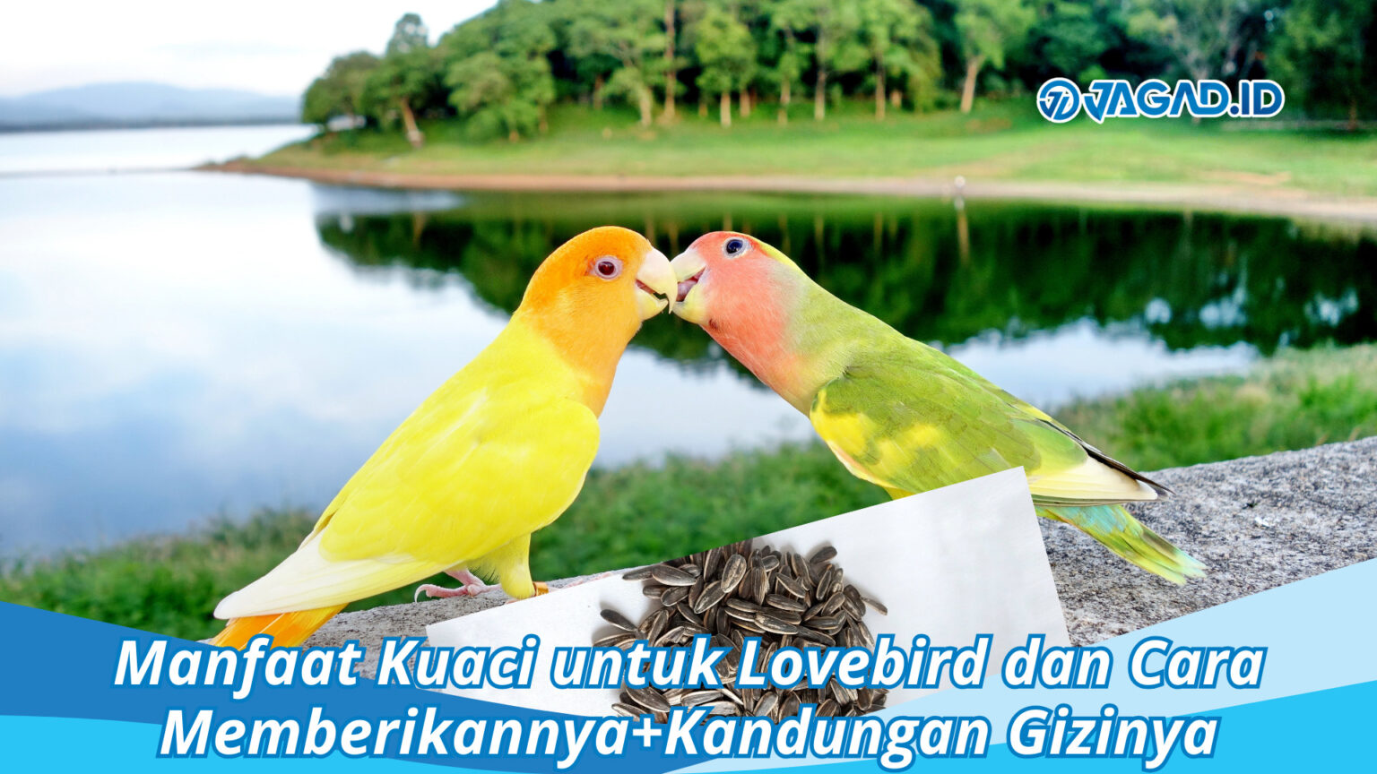 Manfaat Kuaci Untuk Lovebird Dan Cara Mengolahnya - JAGAD ID