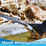 Manfaat Mandi Malam untuk Murai Batu