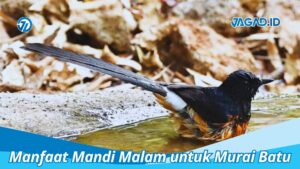 Manfaat Mandi Malam untuk Murai Batu