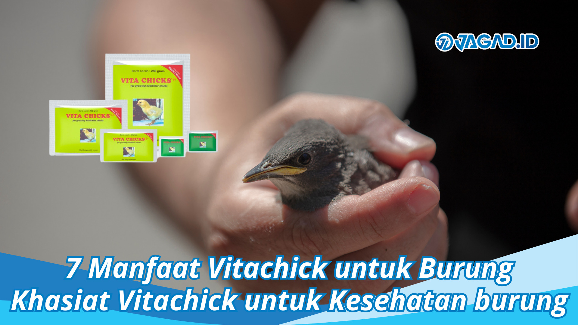 Manfaat Vitachick untuk Burung